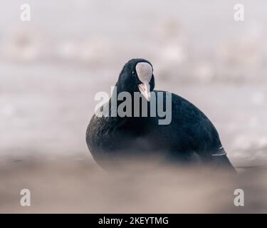 Eine selektive Aufnahme eines eurasischen Busses (Fulica atra), der als gewöhnlicher oder australischer Buß auf einem verschwommenen Hintergrund bekannt ist Stockfoto