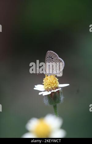 Ein dunkles Grasblau oder Zizeeria Karsandra ist auf einem Coatbutton oder Tridax Gänseblümchen Blume. Sammeln Nektar. Selektiver Fokus. Verschwommener Hintergrund. Stockfoto