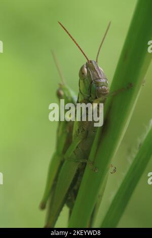 Eine grün grüne Farbe Heuschrecken sind unter einem Gras verpaart ist isoliert. Männliche und weibliche Heuschrecken oben und unten. Selektiver Fokus. Makroinsekten. Stockfoto