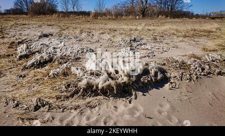 Eiskristalle am Strand von Eckernfoerde.bei einem schönen Spaziergang an einem kalten sonnigen Tag Stockfoto