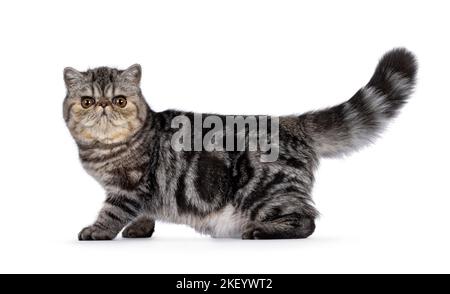 Niedliche schwarze gestromte exotische Kurzhaar-Katze Kätzchen, stehend Seitenwege mit Schwanz nach oben. Blick auf die Kamera. Isoliert auf weißem Hintergrund. Stockfoto