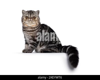 Niedliche schwarze gestromte exotische Kurzhaar Katze Kätzchen, sitzend Seite Wege am Rand. Blick auf die Kamera. Isoliert auf weißem Hintergrund. Stockfoto