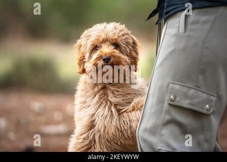 Die sechs Monate alte Cavapoo Welpenhündin, die mit ihrem Besitzer sitzt, ist verdunkelt Stockfoto