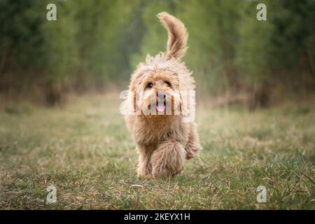 Sechs Monate alter Cavapoo Welpenhund, der auf die Kamera zuläuft Stockfoto