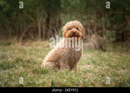 Die sechs Monate alte Cavapoo-Welpenhündin sitzt im Wald, der Wind bläst ihr Fell und ist sehr niedlich und kuschelig Stockfoto