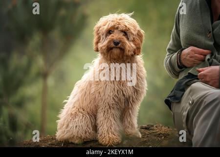 Sechs Monate alter Cavapoo Welpe. Dieser Welpe hat eine aprikotische Farbe und sitzt neben seinem verdunkelte Besitzer. Stockfoto