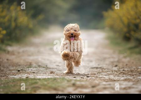 Sechs Monate alter Cavapoo Welpe. Dieser Welpe hat eine aprikotische Farbe und sieht aus wie ein kleiner Teddybär Stockfoto