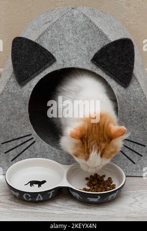 Kleines Kätzchen isst Nahrung aus einer Schüssel. Katze isst Trockenfutter Stockfoto