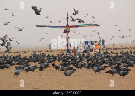 Tauben oder Tauben fliegen in Marina Beach Chennai. Stockfoto