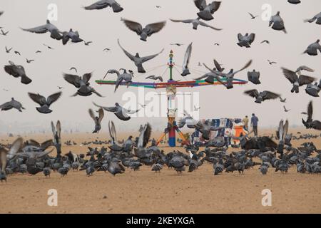 Tauben oder Tauben fliegen in Marina Beach Chennai. Stockfoto