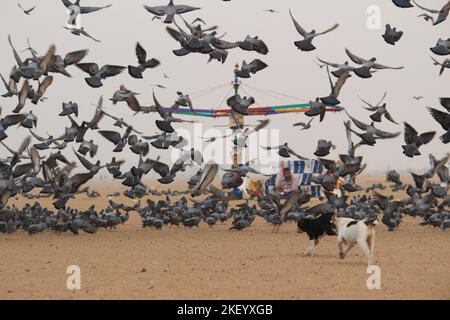 Tauben oder Tauben fliegen in Marina Beach Chennai. Stockfoto