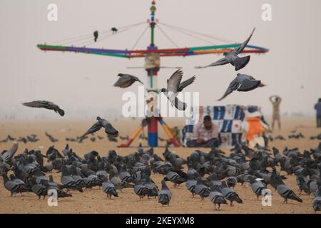 Tauben oder Tauben fliegen in Marina Beach Chennai. Stockfoto