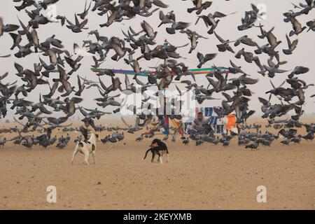 Tauben oder Tauben fliegen in Marina Beach Chennai. Stockfoto