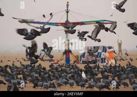 Tauben oder Tauben fliegen in Marina Beach Chennai. Stockfoto