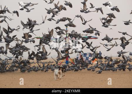 Tauben oder Tauben fliegen in Marina Beach Chennai. Stockfoto