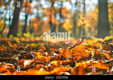 Wunderschöne Herbstlandschaft mit gelben Bäumen und Sonne. Farbenfrohe Blätter im Park. Fallender Blätter natürlicher Hintergrund, niedriger Blickwinkel, Herbstwald Stockfoto