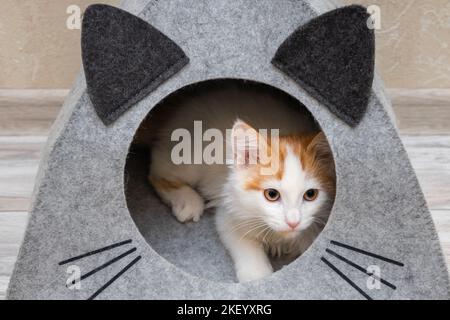 Kleines Kätzchen sitzt in einem Katzenhaus. Kätzchen in einem Katzenhaus. Stockfoto
