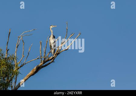 Grauer Reiher, der auf den Ästen eines getrockneten Baumes sitzt Stockfoto