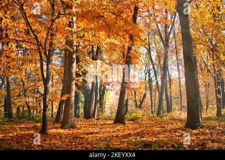 Bunte Bäume und Landstraße in tiefem Herbstwald, natürlicher Hintergrund. Morgennebel, sanftes Sonnenlicht, friedlicher majestätischer herbstlicher Waldweg friedlich Stockfoto