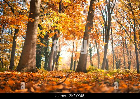 Bunte Bäume und Landstraße in tiefem Herbstwald, natürlicher Hintergrund. Morgennebel, sanftes Sonnenlicht, friedlicher majestätischer herbstlicher Waldweg friedlich Stockfoto