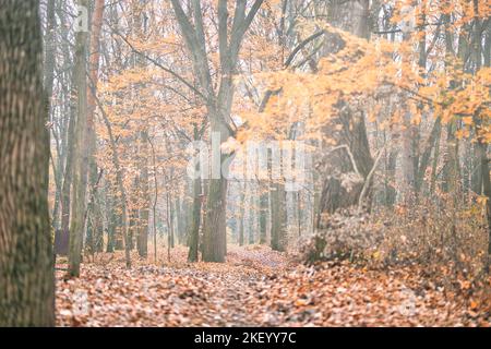 Bunte Bäume und Landstraße in tiefem Herbstwald, natürlicher Hintergrund. Morgennebel, sanftes Sonnenlicht, friedlicher majestätischer herbstlicher Waldweg friedlich Stockfoto