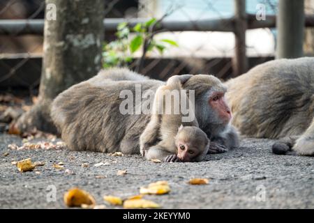 Wilder Formosan-Makak, der Formosan-Felsenaffe, der in Taiwan auch taiwanesische Makaken genannt wird, fressen und kümmern sich um andere. Stockfoto