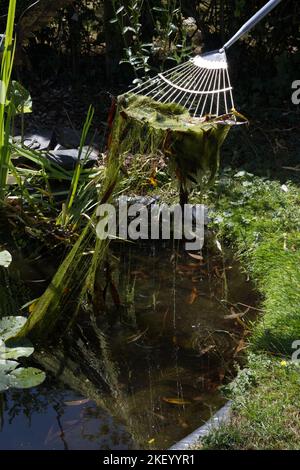 Bettunkraut wird aus einem Gartenteich entfernt Stockfoto