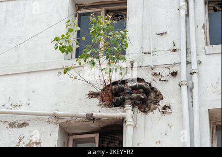 Defektes Entwässerungssystem mit Pflanzen, die zwischen den Rohren und der Wand wachsen, Fassade eines Gebäudes in Indien Stockfoto