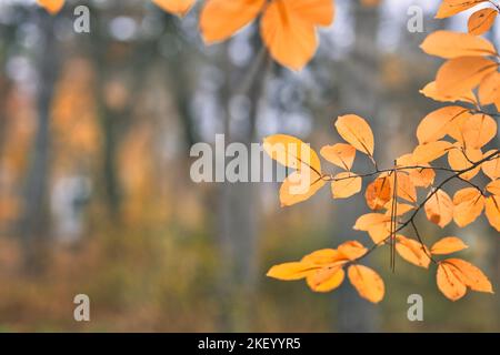 Gelb-orange Blätter während der Herbstsaison mit warmem Sonnenlicht. Fall Park auf verschwommenem Hintergrund. Schöne Natur landschaftlich, entspannend, idyllische Waldkunst Stockfoto