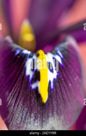 Iris reticulata 'George', Nahaufnahme des Blütenblattes Stockfoto