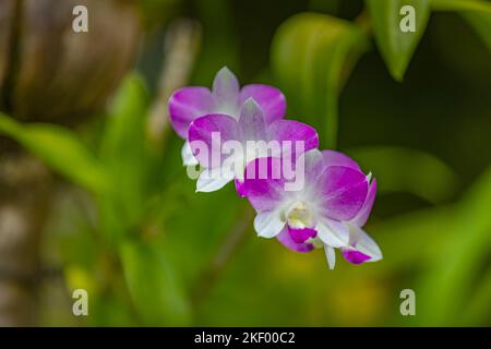 Orchideenblüte im tropischen Garten, leuchtendes rosa-violettes Blumenmakro mit verschwommenem grünen, üppigen Laub. Traumwelt aus der Nähe, romantische tropische Blumen Stockfoto