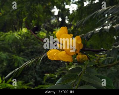 Ein leuchtender Blütenstrumpf von Senna spectabilis blüht von einem Zweig, der sich vor üppig grünem Laub befindet. Die zarten, geäderten Blütenblätter. Stockfoto