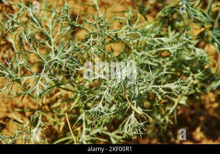 Artemisia maritima - Europäische Wermut-Arten, bekannt als Meerwurmholz und alte Frau. Sie stammt aus Frankreich, dem Vereinigten Königreich, Italien, Belgien und Ge Stockfoto