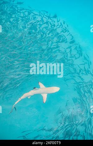 Blacktip Reef Shark jagt in einer Schar von Fischen. Meereslebewesen-Ökosystem. Meerestiere in der tropischen Ozeanlagune, klares Wasser Fischschwärme. Türkis Stockfoto