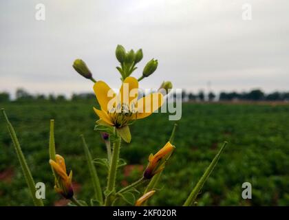 Nahaufnahme einer leuchtenden gelben asiatischen Spinnenblüte, auch bekannt als Cleome viscosa oder Zeckenkraut, in voller Blüte. Seine zarten Blüten und markanten Staubblätter. Stockfoto