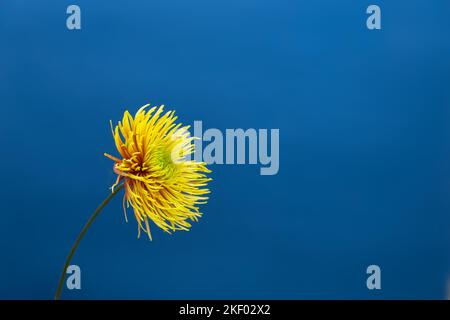 Gelbe Asterblume vor tiefblauem Hintergrund. . Minimales Frühlingskonzept.ästhetisches Blühen.Raum kopieren. Stockfoto