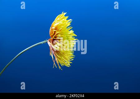 Gelbe Asterblume vor tiefblauem lebhaftem Hintergrund. . Minimales Frühlingskonzept.ästhetisches Blühen.Raum für Text. Stockfoto