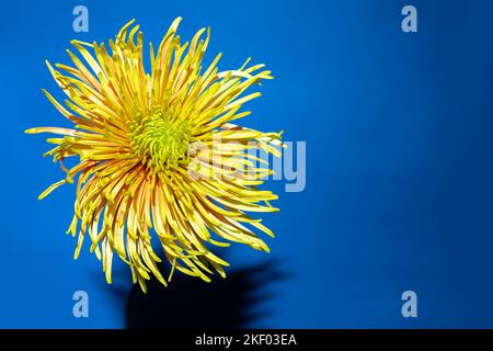 Gelbe Asterblume mit scharfem Schatten vor tiefblauem Hintergrund.ästhetisches Blühen. Speicherplatz kopieren Stockfoto