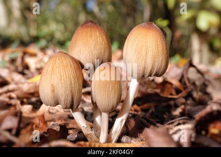 Der glitzernde Inkcap, Coprinellus micaceus (früher coprinus micaceus) mit den typischen glitzernden Kristallen, die diesem Pilz seinen gemeinsamen Namen geben Stockfoto