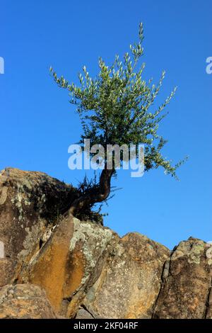 Olivenbaum und Felsen gegen blauen Himmel, Lesbos, Nördliche Ägäische Inseln, Griechenland. Stockfoto