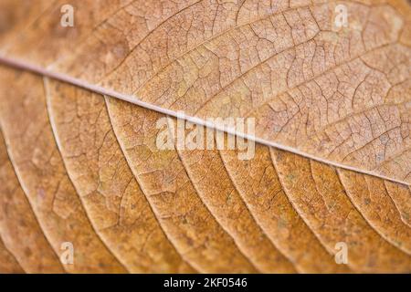 Trockene Blattstruktur und Naturhintergrund. Oberfläche braunes Laubmaterial. Abstraktes künstlerisches natürliches Herbstmakro, Pflanzen-Nahaufnahme Stockfoto