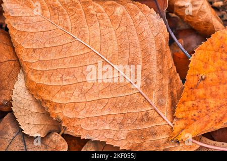 Trockene Blattstruktur und Naturhintergrund. Oberfläche braunes Laubmaterial. Abstraktes künstlerisches natürliches Herbstmakro, Pflanzen-Nahaufnahme Stockfoto