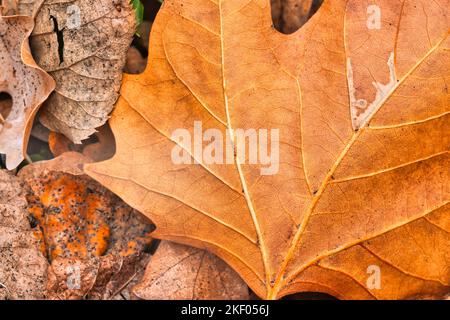 Trockene Blattstruktur und Naturhintergrund. Oberfläche braunes Laubmaterial. Abstraktes künstlerisches natürliches Herbstmakro, Pflanzen-Nahaufnahme Stockfoto