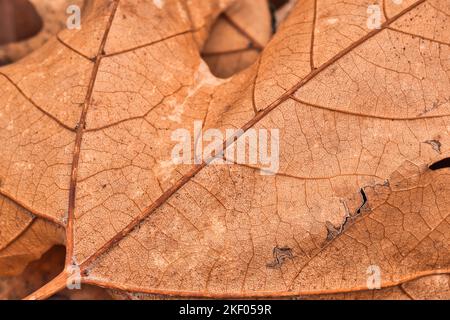Trockene Blattstruktur und Naturhintergrund. Oberfläche braunes Laubmaterial. Abstraktes künstlerisches natürliches Herbstmakro, Pflanzen-Nahaufnahme Stockfoto