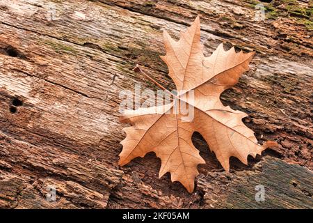 Trockene Blattstruktur und Naturhintergrund. Oberfläche braunes Laubmaterial. Abstraktes künstlerisches natürliches Herbstmakro, Pflanzen-Nahaufnahme Stockfoto