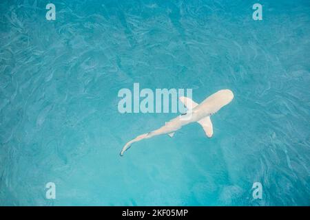 Blacktip Reef Shark jagt in einer Schar von Fischen. Meereslebewesen-Ökosystem. Meerestiere in der tropischen Ozeanlagune, klares Wasser Fischschwärme. Türkis Stockfoto