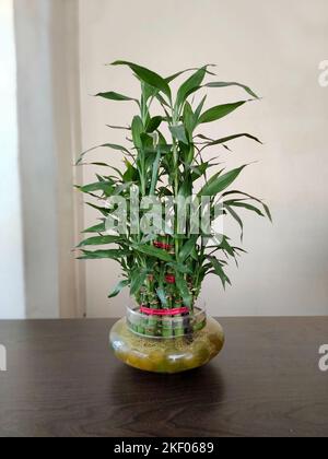 In einer dekorativen Glasvase befindet sich eine lebendige Bambuspflanze, auch Dracaena sanderiana genannt. Seine schlanken grünen Stiele und üppigen Blätter. Stockfoto