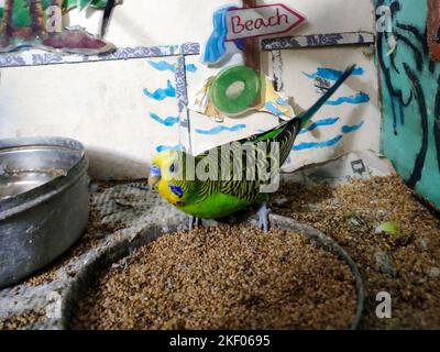 Ein Liebesvogel sitzt auf einem Teller und versucht, ein paar Körner zu essen. Stockfoto