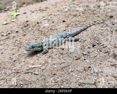 Eine Nahaufnahme eines Leschenault-Gecko mit Blattoberfläche. Seine braun-graue Melone tarnt sich gut, mit ausbalancierten Augen und markanten Zehenpolstern. Stockfoto