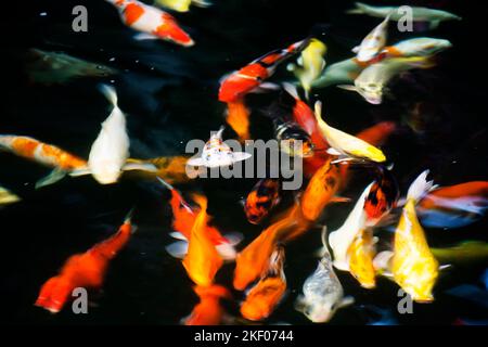 Farbige Sorten japan Phantasie Karpfen oder Koi japanischen Fisch genauer nishikigoi Schwimmen in Süßwasser am Wasserteich und Pool im Gartenpark bei B Stockfoto